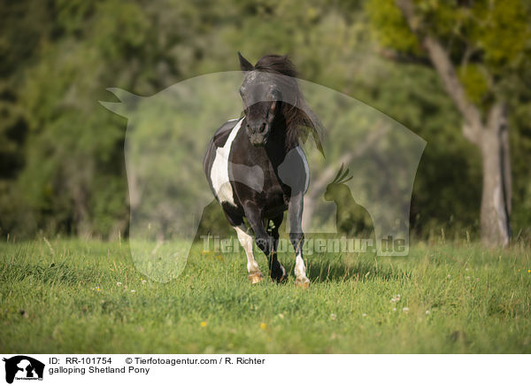 galloping Shetland Pony / RR-101754