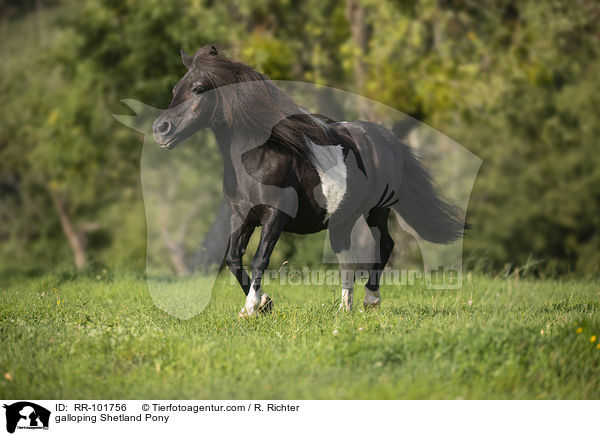 galloping Shetland Pony / RR-101756