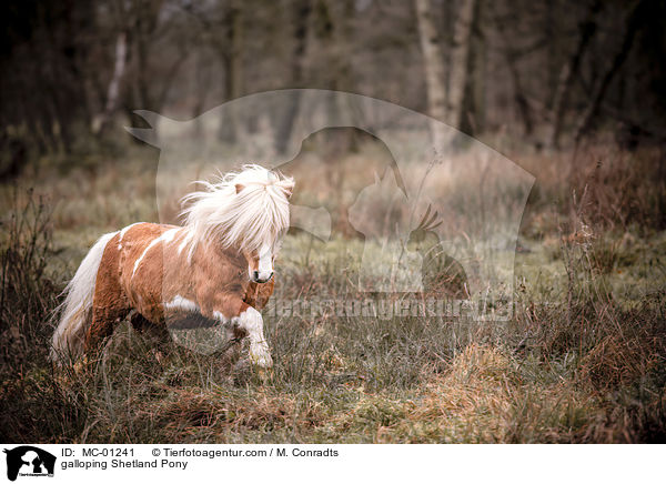 galloping Shetland Pony / MC-01241