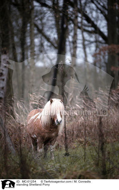 stehendes Shetlandpony / standing Shetland Pony / MC-01254