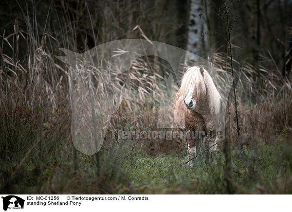 standing Shetland Pony / MC-01256