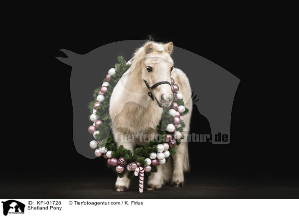 Shetland Pony / KFI-01728