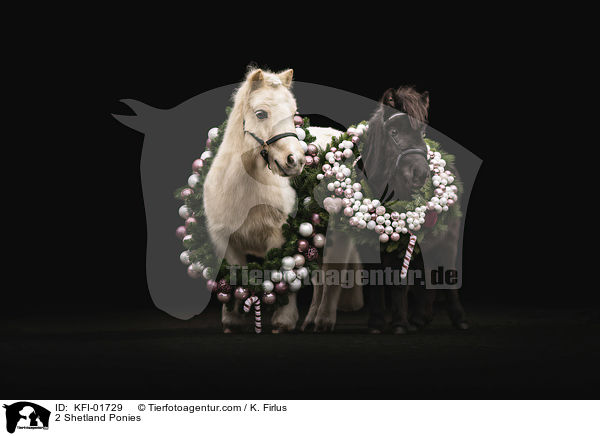 2 Shetland Ponies / KFI-01729