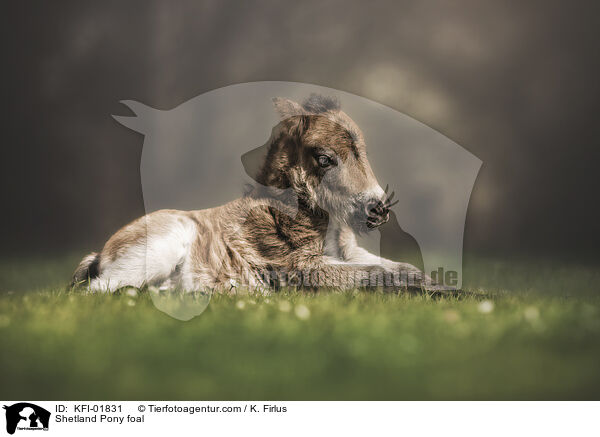 Shetland Pony foal / KFI-01831