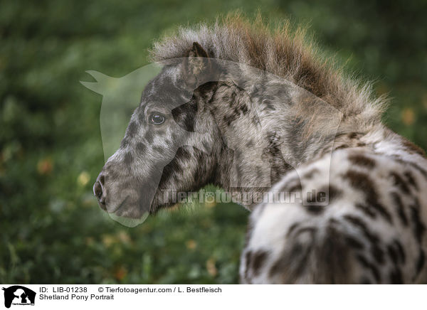 Shetland Pony Portrait / Shetland Pony Portrait / LIB-01238