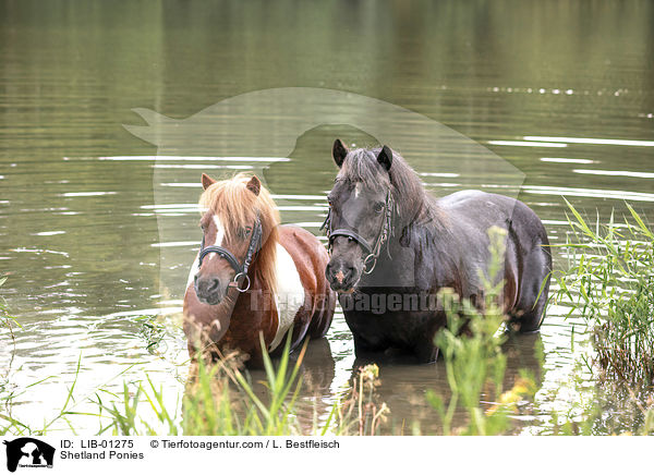 Shetland Ponies / LIB-01275