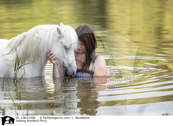 badendes Shetland Pony / bathing Shetland Pony / LIB-01296