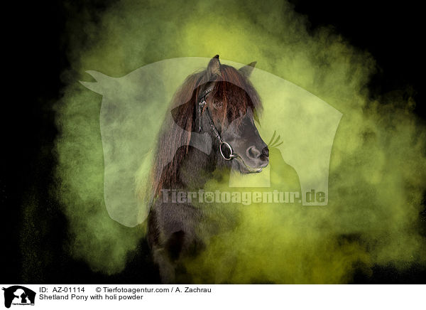 Shetland Pony mit Holi Pulver / Shetland Pony with holi powder / AZ-01114