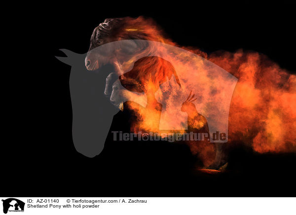 Shetland Pony mit Holi Pulver / Shetland Pony with holi powder / AZ-01140
