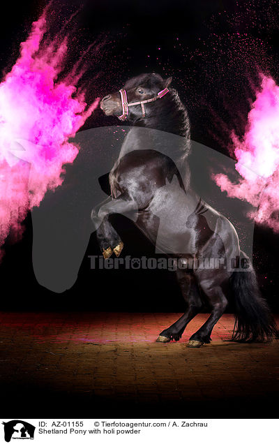 Shetland Pony mit Holi Pulver / Shetland Pony with holi powder / AZ-01155