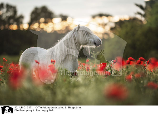 Shetland Pony im Mohnfeld / Shetland pony in the poppy field / LB-01917