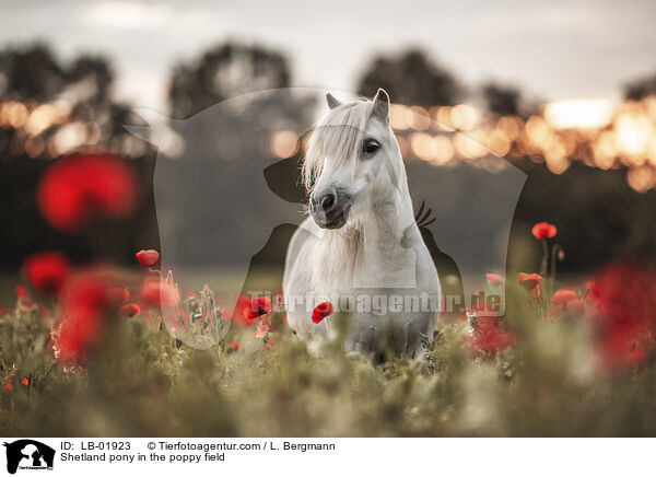 Shetland pony in the poppy field / LB-01923
