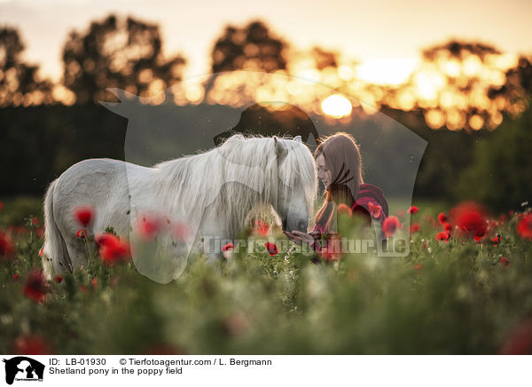 Shetland Pony im Mohnfeld / Shetland pony in the poppy field / LB-01930