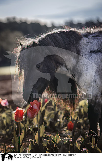 Shetland Pony Portrait / NP-01070