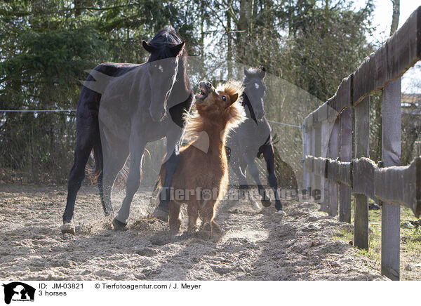 3 Pferde / 3 horses / JM-03821