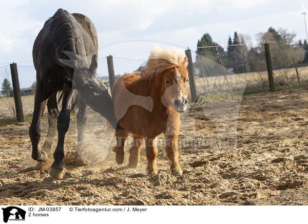 2 Pferde / 2 horses / JM-03857