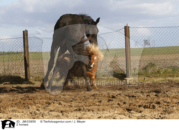 2 Pferde / 2 horses / JM-03859