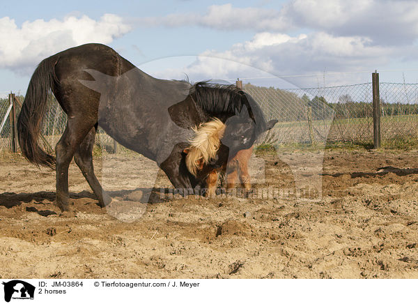 2 Pferde / 2 horses / JM-03864