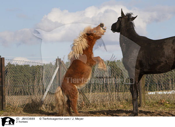 2 Pferde / 2 horses / JM-03889
