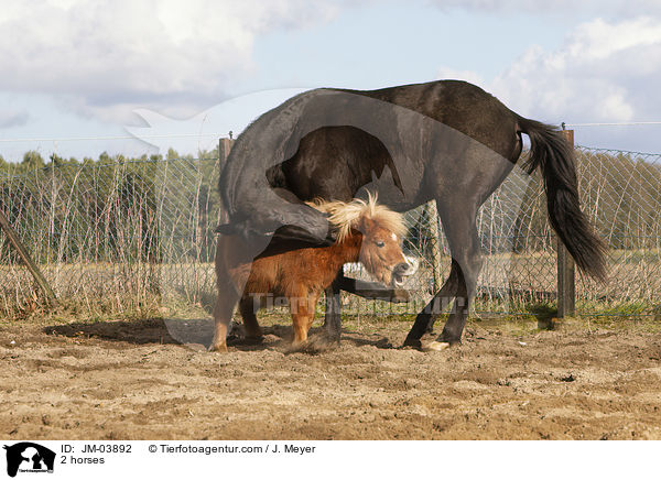 2 Pferde / 2 horses / JM-03892
