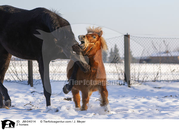 2 Pferde / 2 horses / JM-04014
