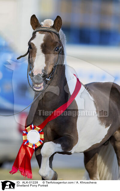 Shetland Pony Portrait / ALK-01228
