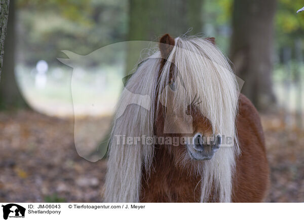 Shetlandpony / JM-06043