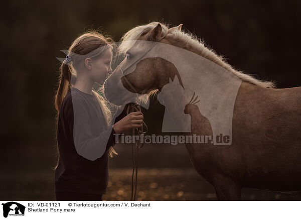 Shetland Pony Stute / Shetland Pony mare / VD-01121