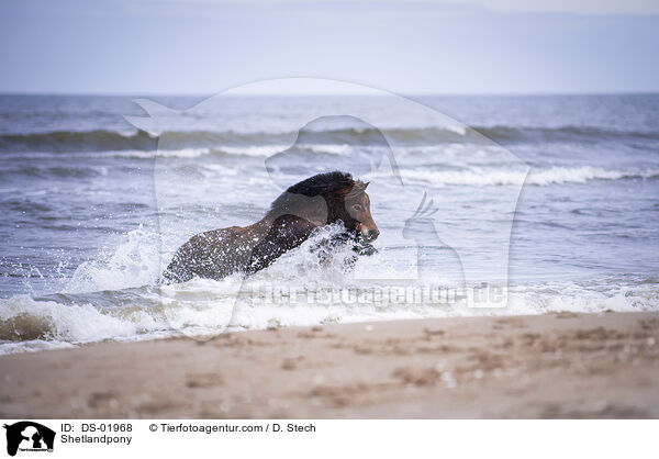 Shetlandpony / Shetlandpony / DS-01968