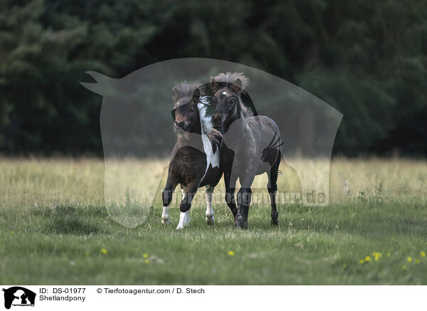 Shetlandpony / DS-01977