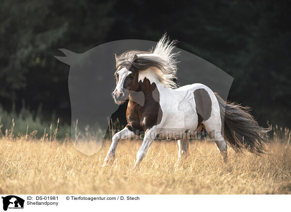 Shetlandpony / DS-01981