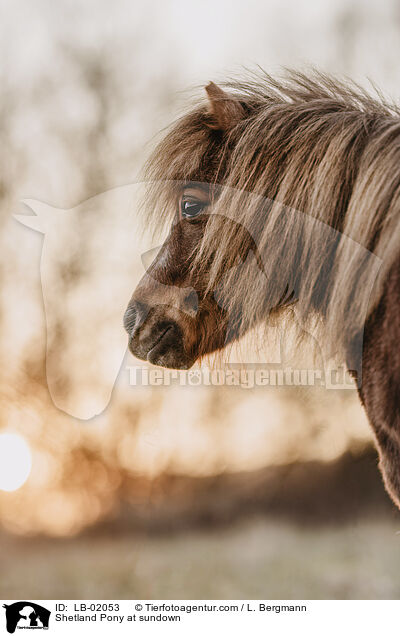 Shetland Pony at sundown / LB-02053