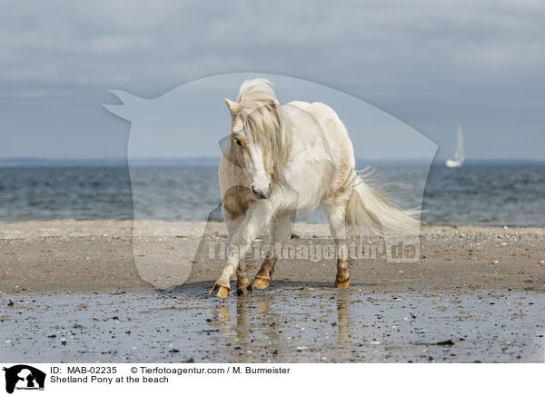 Shetland Pony am Strand / Shetland Pony at the beach / MAB-02235