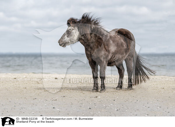 Shetland Pony at the beach / MAB-02238