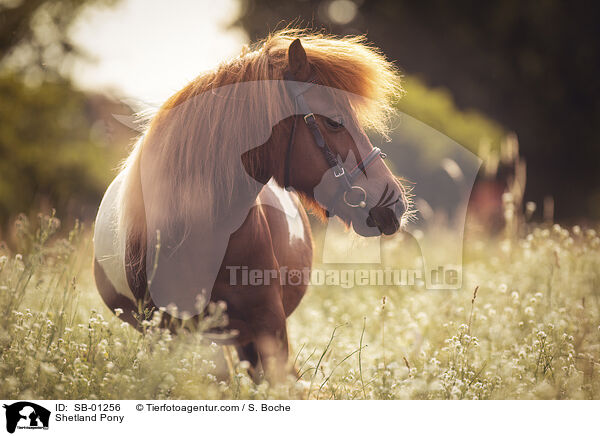 Shetland Pony / SB-01256