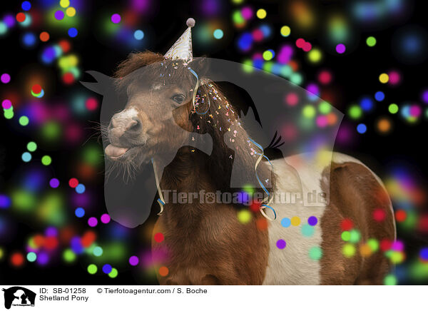 Shetland Pony / SB-01258