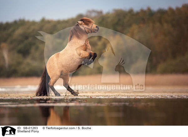 Shetland Pony / SB-01263