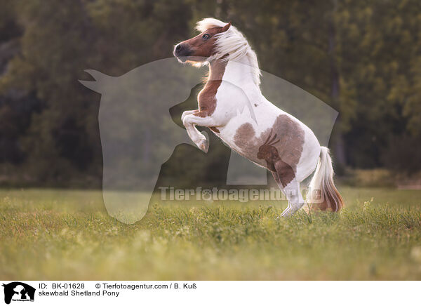 skewbald Shetland Pony / BK-01628