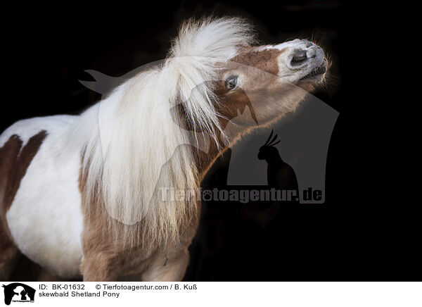 skewbald Shetland Pony / BK-01632