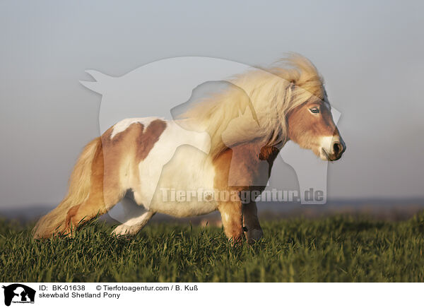 skewbald Shetland Pony / BK-01638