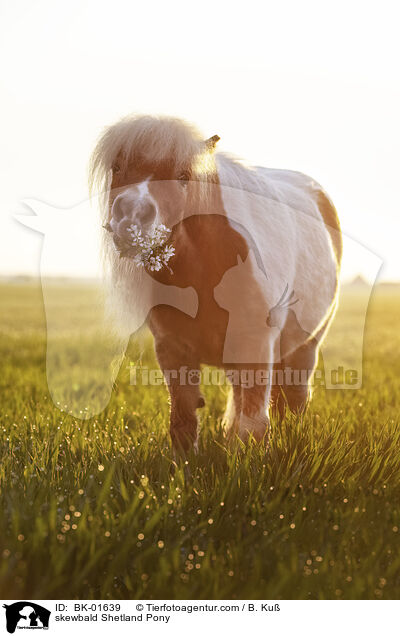 skewbald Shetland Pony / BK-01639