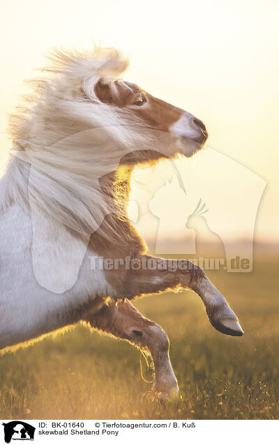 Shetland Pony Schecke / skewbald Shetland Pony / BK-01640