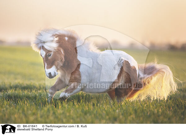 skewbald Shetland Pony / BK-01641