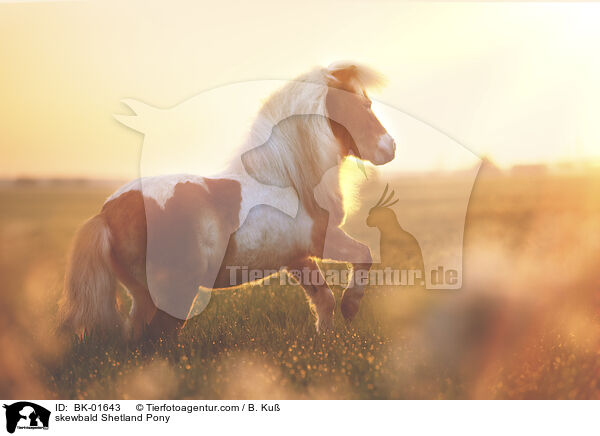 skewbald Shetland Pony / BK-01643