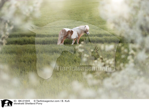 skewbald Shetland Pony / BK-01645