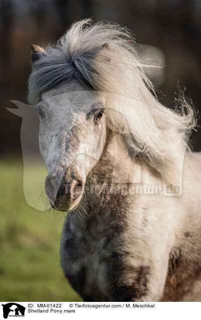 Shetland Pony Stute / Shetland Pony mare / MM-01422