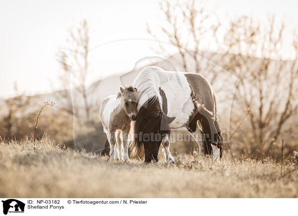 Shetland Ponys / NP-03182
