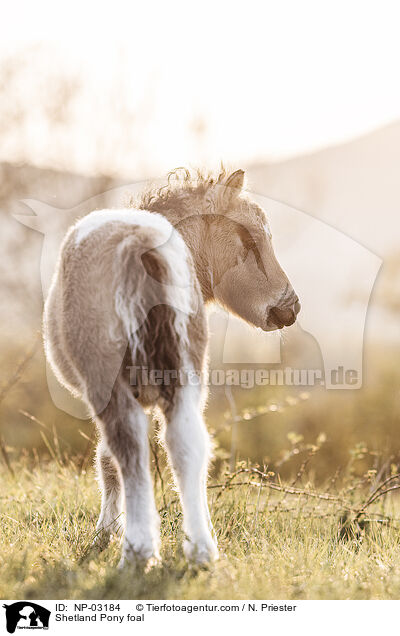 Shetland Pony foal / NP-03184