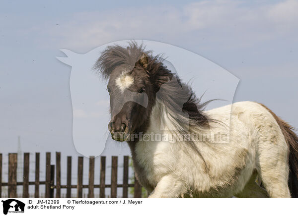 adult Shetland Pony / JM-12399