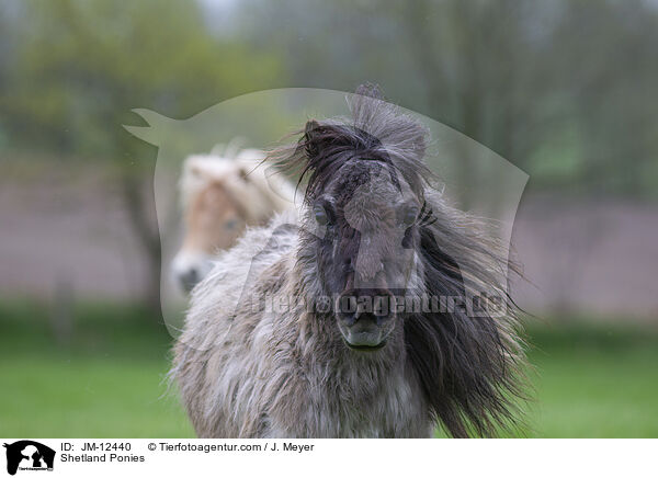 Shetland Ponies / JM-12440